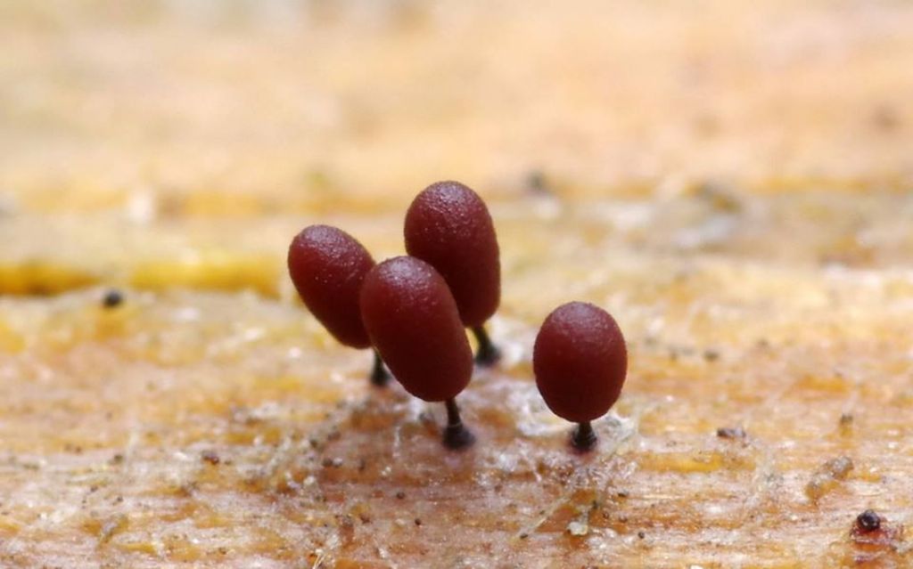 Comatricha o Stemonitopsis?